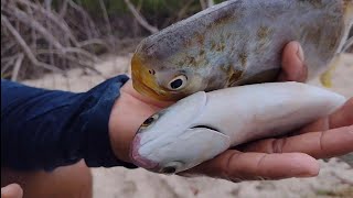 TAINHAS E PEIXE CANGUIRA PESCA DE ARRASTO E PREPARO EM RAPOSA [upl. by Parette]