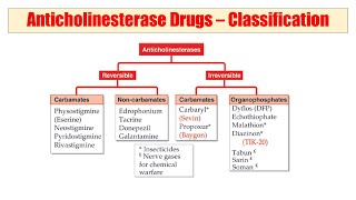 01 Anticholinesterase  Audio Pharmacological Classification of Drugs  काम का है की नहीं आप बताइए [upl. by Liatnahs]