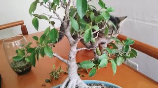 Summer Pruning a Ficus PreBonsai  Bonsai from Scratch [upl. by Elysha]