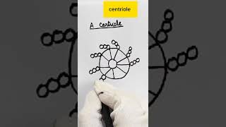 centriole  cell The unit of life shortd neet class11th biology cellbiology [upl. by Priscella77]