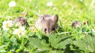 Life of a Field Mouse [upl. by Drexler]