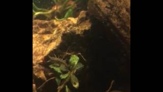 Freshwater Isopods in Blackwater Aquarium [upl. by Aldarcie115]