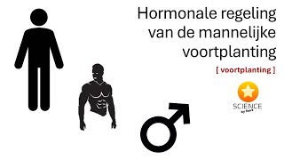 De hormonale regeling van de mannelijke voortplanting  GENETICA [upl. by Anuahc]