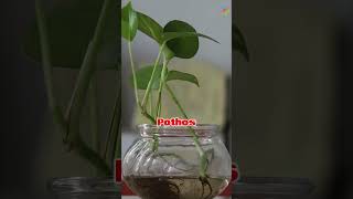 Useful Plants to Grow in a Jar of Water waterplants plants [upl. by Gaidano]