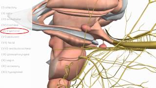 Cranial Nerves Basics  3D Anatomy Tutorial [upl. by Aniret]