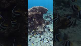 School of Banner Fish maldives bannerfish ocean bandos snorkeling scuba fishing [upl. by Wina366]