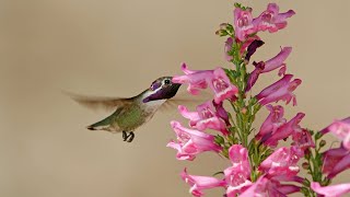 Tips on Growing Penstemons [upl. by Noryv]