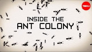 Inside the ant colony  Deborah M Gordon [upl. by Willmert]