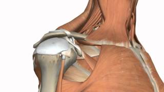 Shoulder Joint  Glenohumeral Joint  3D Anatomy Tutorial [upl. by Adiuqal]