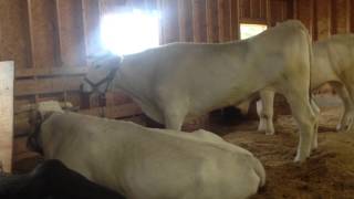 Huge Chianina Oxen at the Fryeburg Fair 2013 [upl. by Kaine]