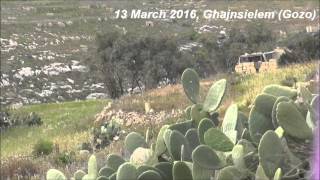 CABS video evidence for illegal bird trapping on Malta and Gozo  spring 2016 [upl. by Adorl969]