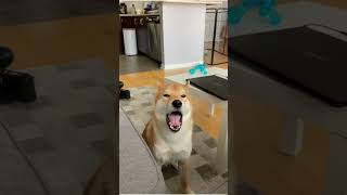 Shiba scream dog shiba funny [upl. by Hattie]