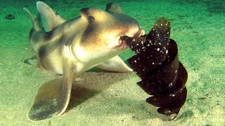 Horn Shark Facts the BULLHEAD Shark 🦈 Animal Fact Files [upl. by Anitteb]