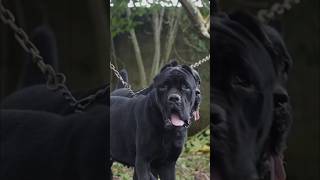 CANE CORSO VS PRESA CANARIO Strength Comparison canecorso presacanario mastiff [upl. by Buerger687]