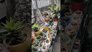 Haworthia collection ☘️  bikolanahardinera shortvideo succulent haworthia [upl. by Maegan]