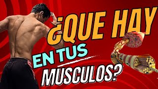 Que hay dentro de nuestros musculos [upl. by Onateyac]