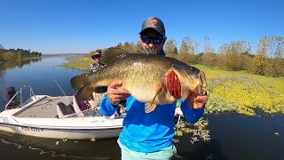 GIANT 13 POUND LARGEMOUTH BASS CAUGHT IN SOUTH AFRICA  Cast to Catch to SCALE [upl. by Geier]