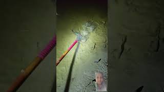 Fish fishing netfish fish netfishing bigfish casting catfish [upl. by Ferde]