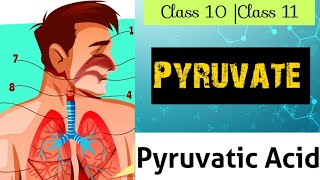 What Is Pyruvate Pyruvatic Acid  Class 10 Class 11 Glycolysis  Life Process [upl. by Rice641]