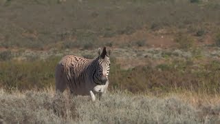 Quagga  back from the dead [upl. by Naujd]