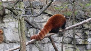 Roter Panda im Tierpark Berlin  Red panda at Tierpark Berlin [upl. by Rollin]