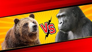 Grizzly Bear Vs Silverback Gorilla [upl. by Derfiniw24]