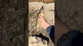 Sauger Fishingshorts shortvideo fishing [upl. by Rolan]