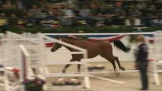 ♂ Chin Champ jumping stallion HOLST by Chin Chin [upl. by Nodmac]