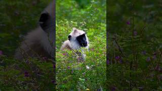 Grey Langur animals shortsfeed shortsbeta nature langur [upl. by Halsy987]