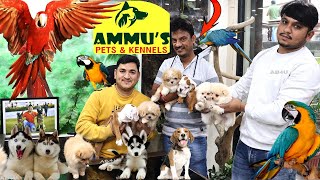 Biggest Pet Shop Exotic Dogs Birds And Cats For Sale At Ammus Pets amp Kennels With Wholesale Prices [upl. by Aihsoj]