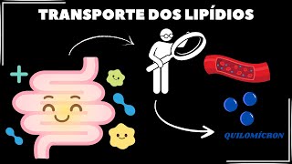 Qual o mecanismo de transporte dos lipídios [upl. by Avlasor]