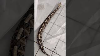 Gaboon Viper rib walkin [upl. by Saleem549]