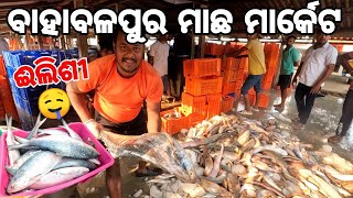 ଏଠି ମାଛ ପୁରା ଶସ୍ତା 😳  Bahabalpur Fish Market [upl. by Sanborn]