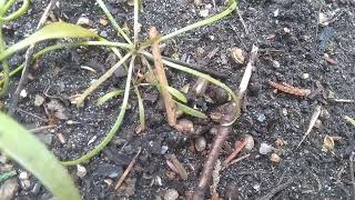 Miners Lettuce Growth Phases [upl. by Ailecara]