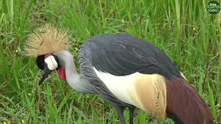 Moment of the Week Two Grey Crowned Cranes Serenade Each Other [upl. by Cindie]