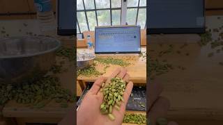 Cardamom auction 🤍kerala auction cardamom spices job entrepreneur india business [upl. by Standford]