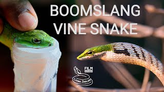 Deadly venomous snakes of Africa  Boomslang and vine snakes or twig snakes venom extraction [upl. by Nnylram]