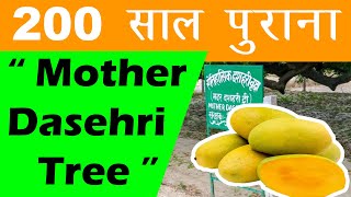 Dasheri Village  vlog 1  Mother Dasehri Tree near Kakori Lucknow [upl. by Ohaus]