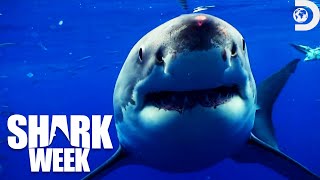 Most HeartPounding Moments from Shark Week Sharktacular 2016  Discovery [upl. by Maillij]