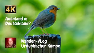 Auenland Urdenbacher Kämpe ein WanderVLog in 4K [upl. by Hteb]