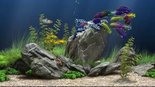 Dream Aquarium10 Fish Tanks FullHD [upl. by Annahgiel454]