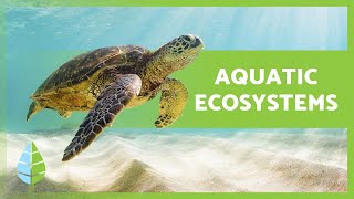 AQUATIC ECOSYSTEMS 🏝️🐠 Characteristics TYPES and Examples [upl. by Noynek]