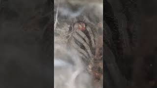 Molting muda Avicularia spBraunshauseni L4L5 [upl. by Gereron]