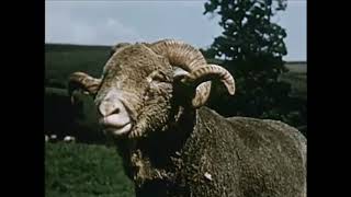 Different Types of Sheep and If Theyre Used for Meat or Wool  Sheep 1954  CharlieDeanArchives [upl. by Frederiksen]