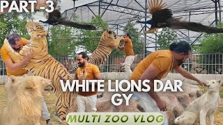 White Lions amp White Siberian Tigers k sath masti  Multi Zoo Vlog  Part3  Shero ka Badshah [upl. by Ahtnammas963]