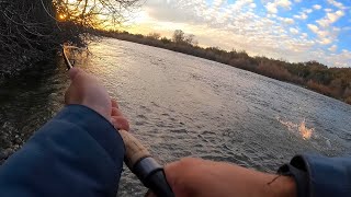 California Steelhead Fishing on the American River [upl. by Connelly]