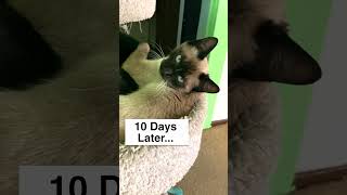 Cat Spay Neuter Recovery 10 Days  cat cats shorts [upl. by Taub558]