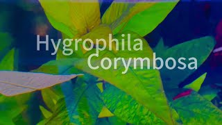 Hygrophila Corymbosa  Aquarium Plant [upl. by Hainahpez]