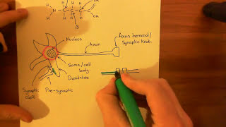 The GABAA Receptors and the Benzodiazepines Part 1 [upl. by Yanaj815]