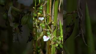 How to Grow Cardamom Using Simple Techniques plants shorts farming [upl. by Waal583]